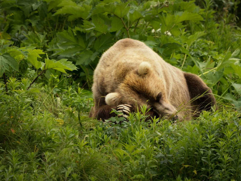 медведь, трава, природа