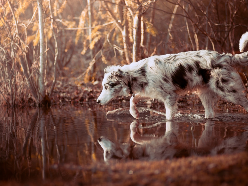 собака, животное, вода