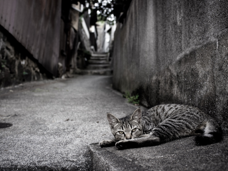 кот, животное, лежит на улице