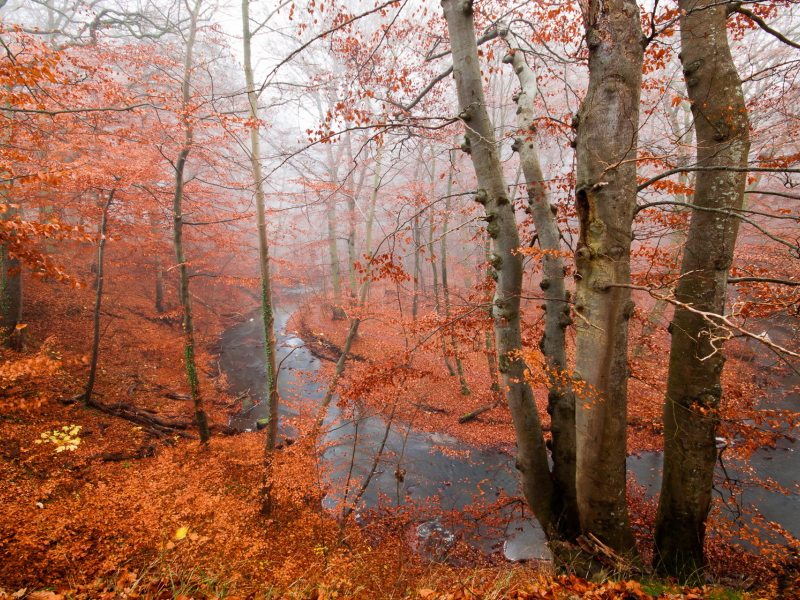 лес, река, осень