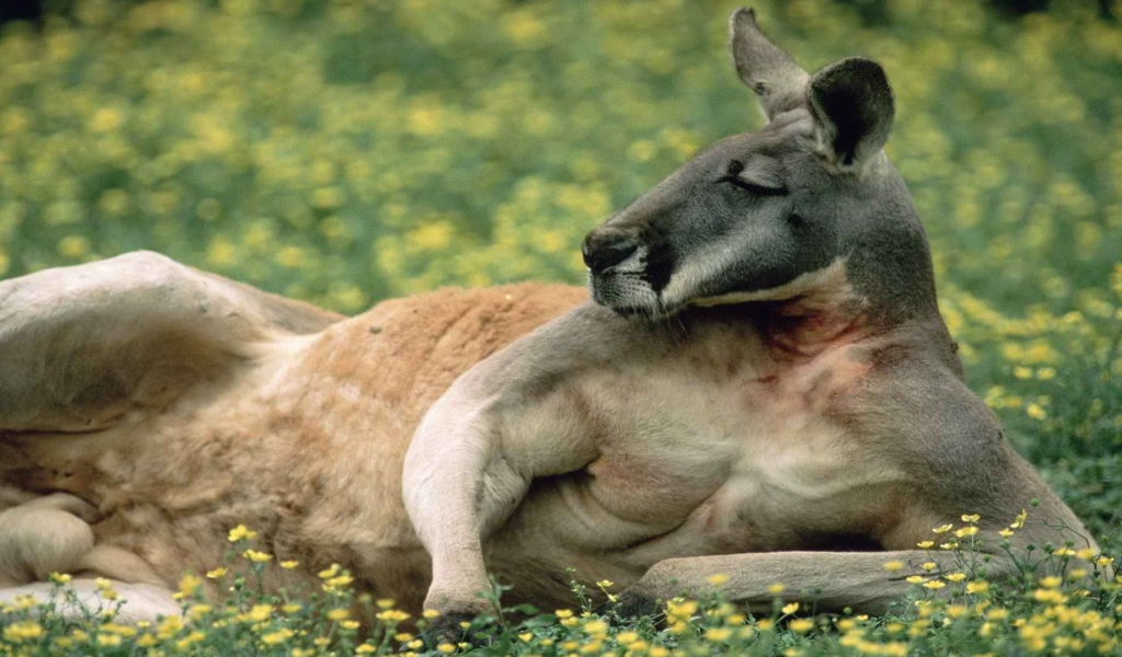 кенгуру, лежит