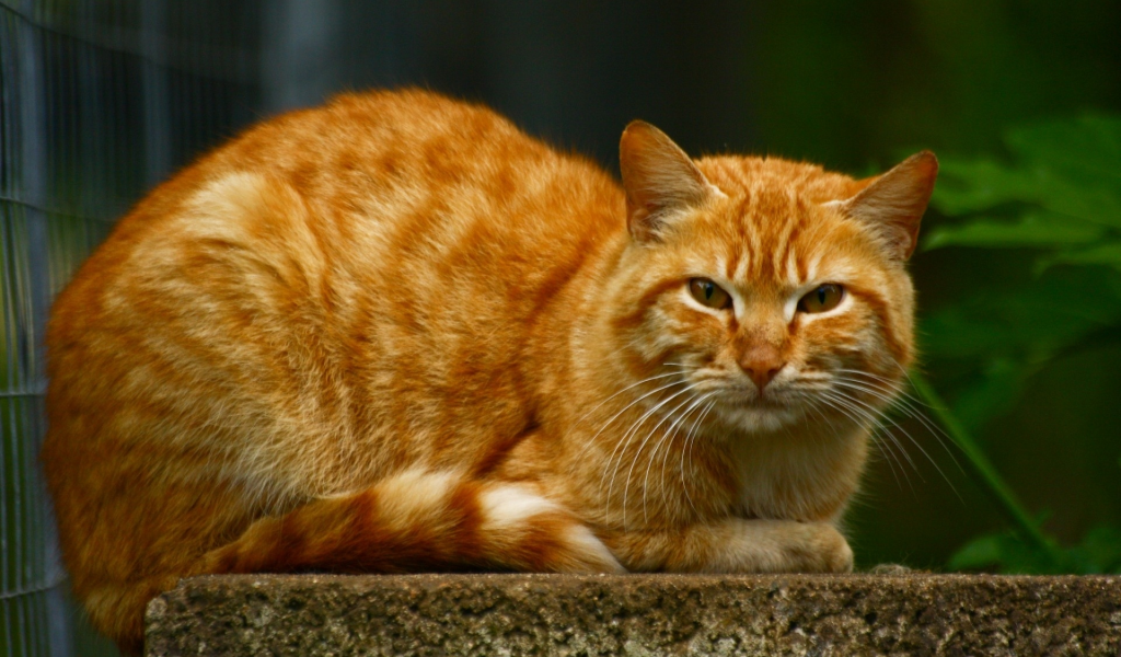 кот, рыжий, взгляд, животное