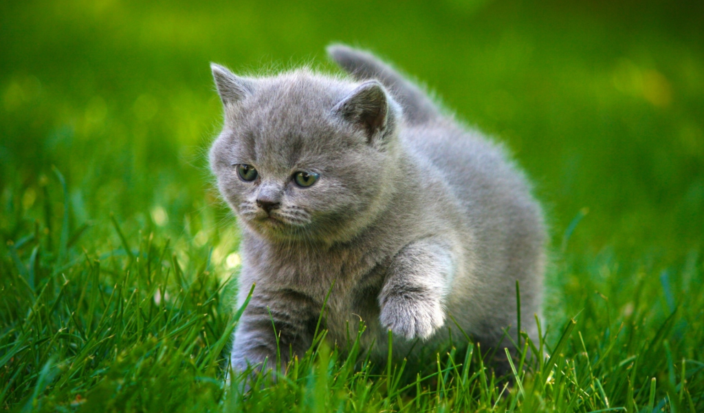 котёнок, маленький, на траве