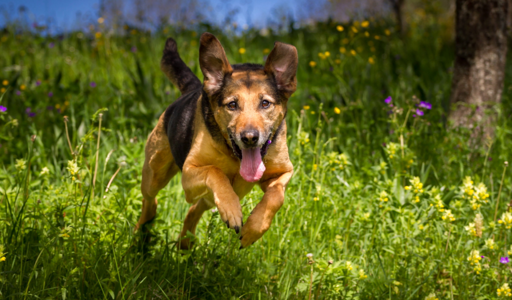 собака, животное, бежит по траве