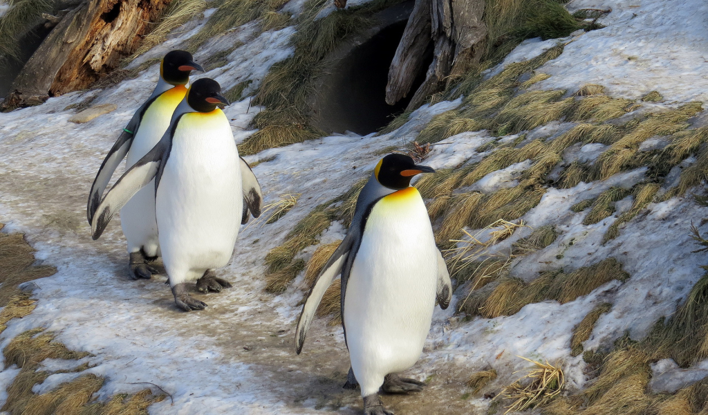пингвины, снег