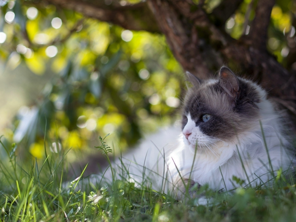 кот, на траве, животное