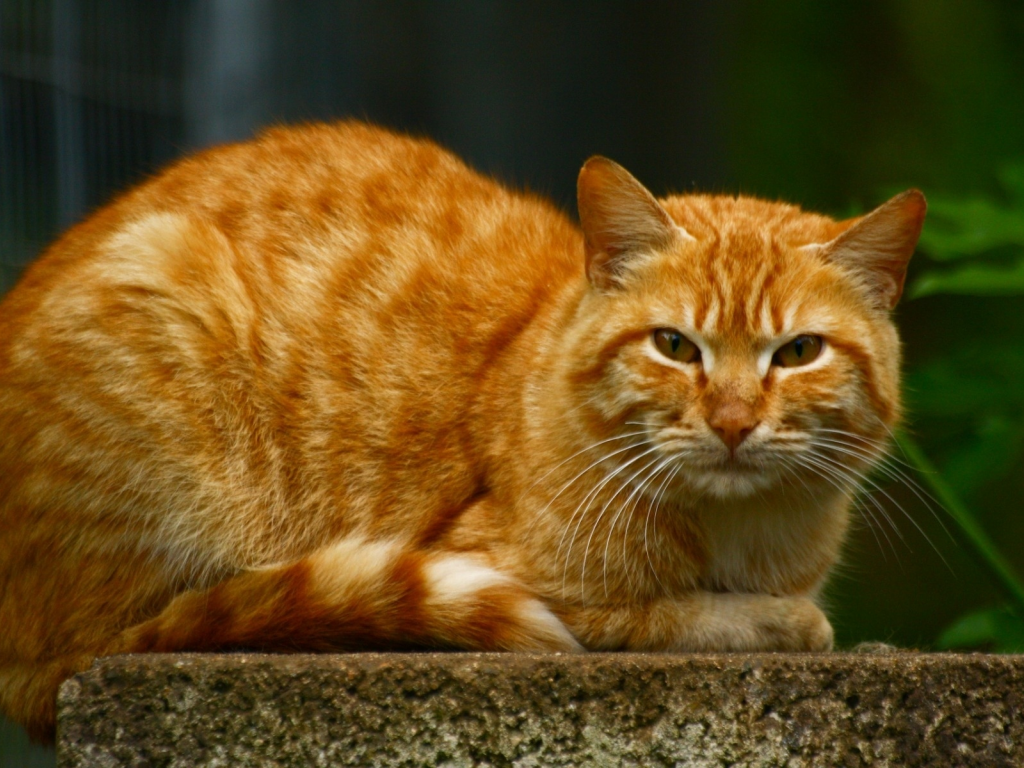 кот, рыжий, взгляд, животное