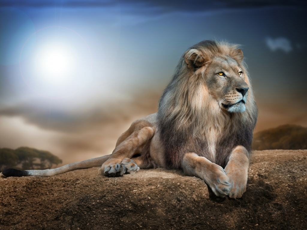 лев, хищник, царь зверей