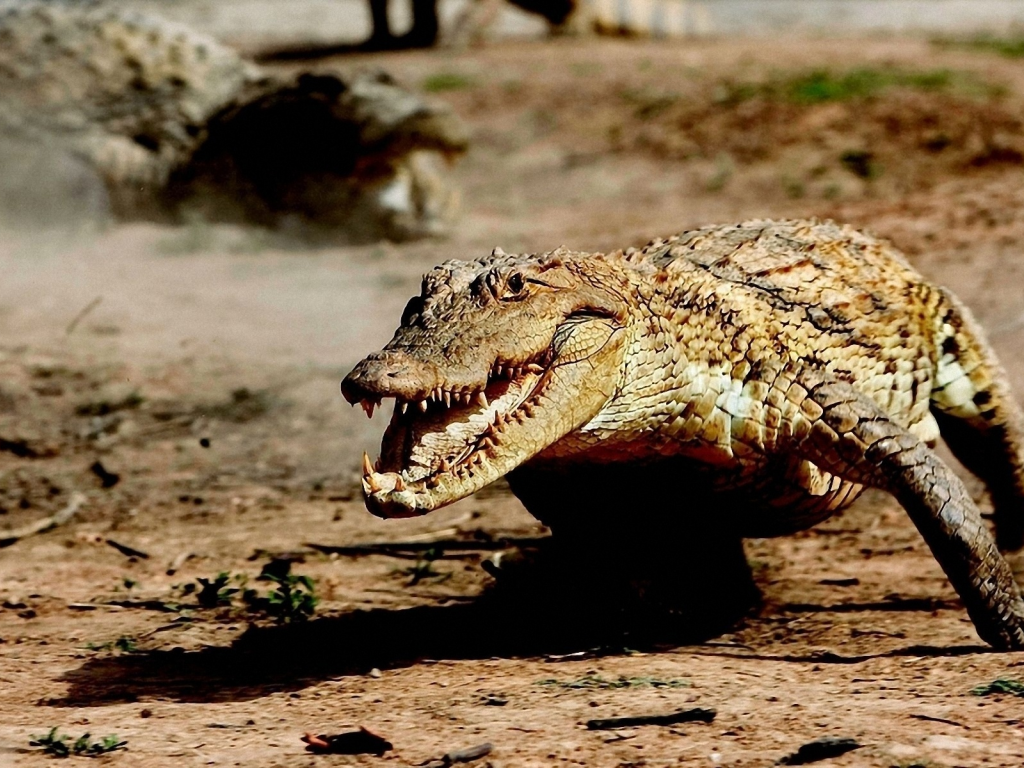 крокодил, животное