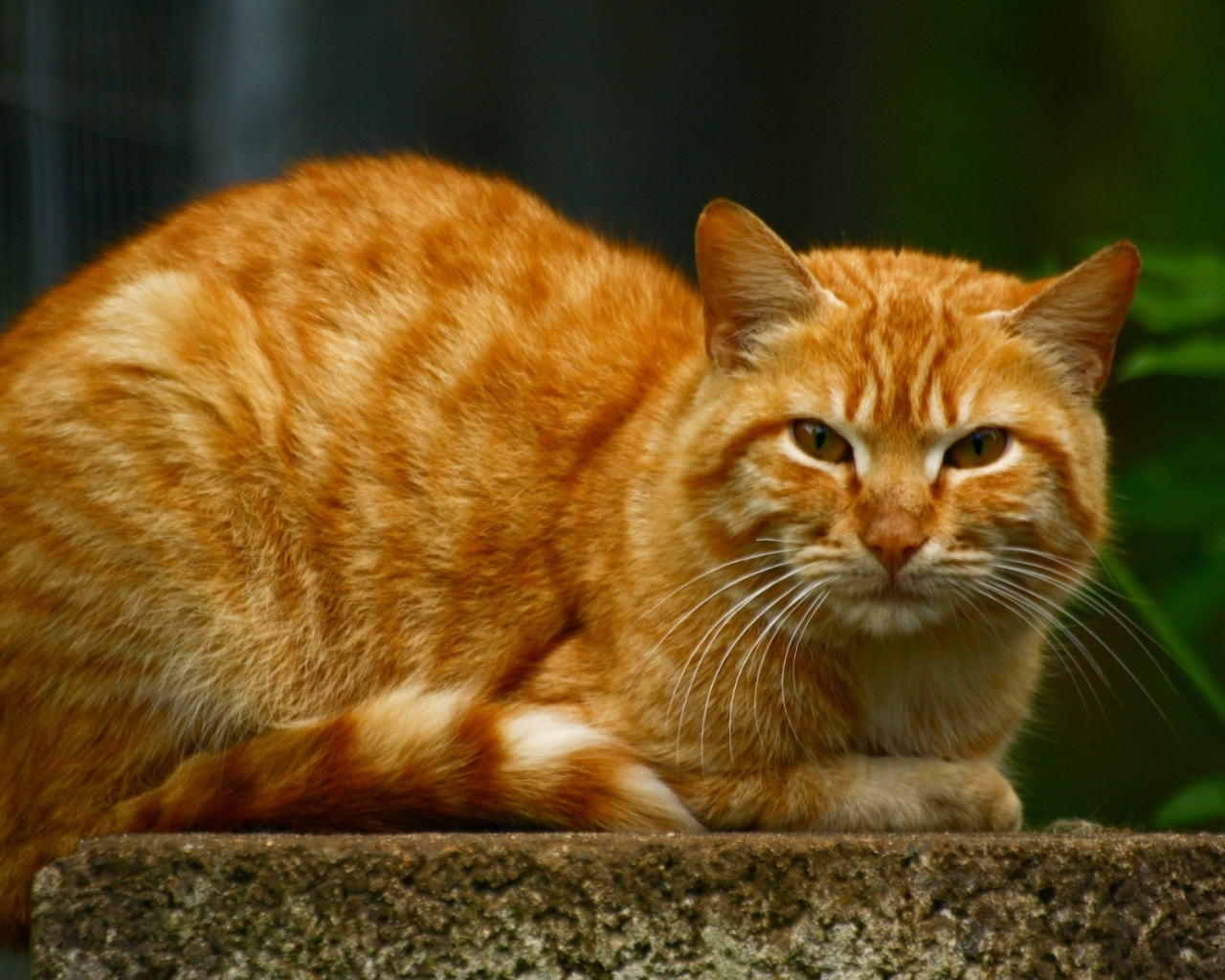 кот, рыжий, взгляд, животное