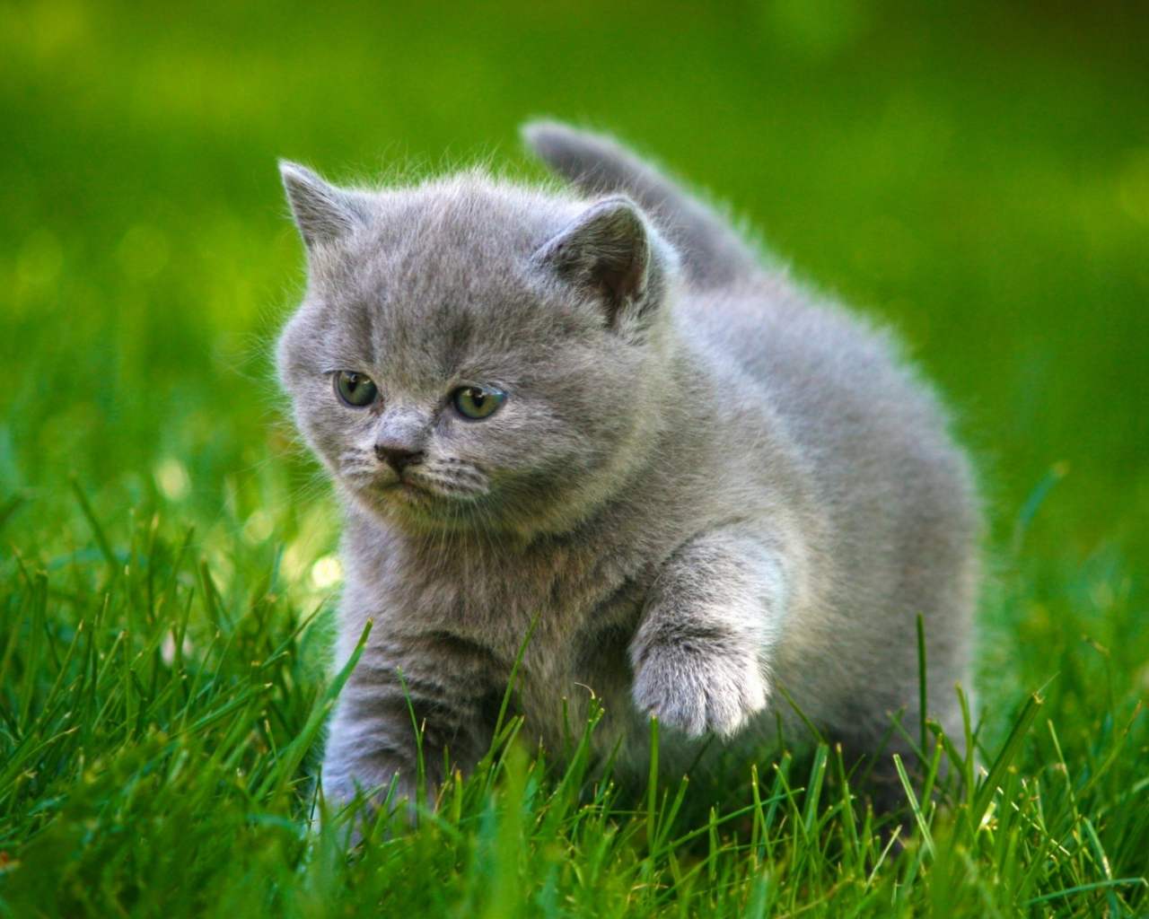 котёнок, маленький, на траве