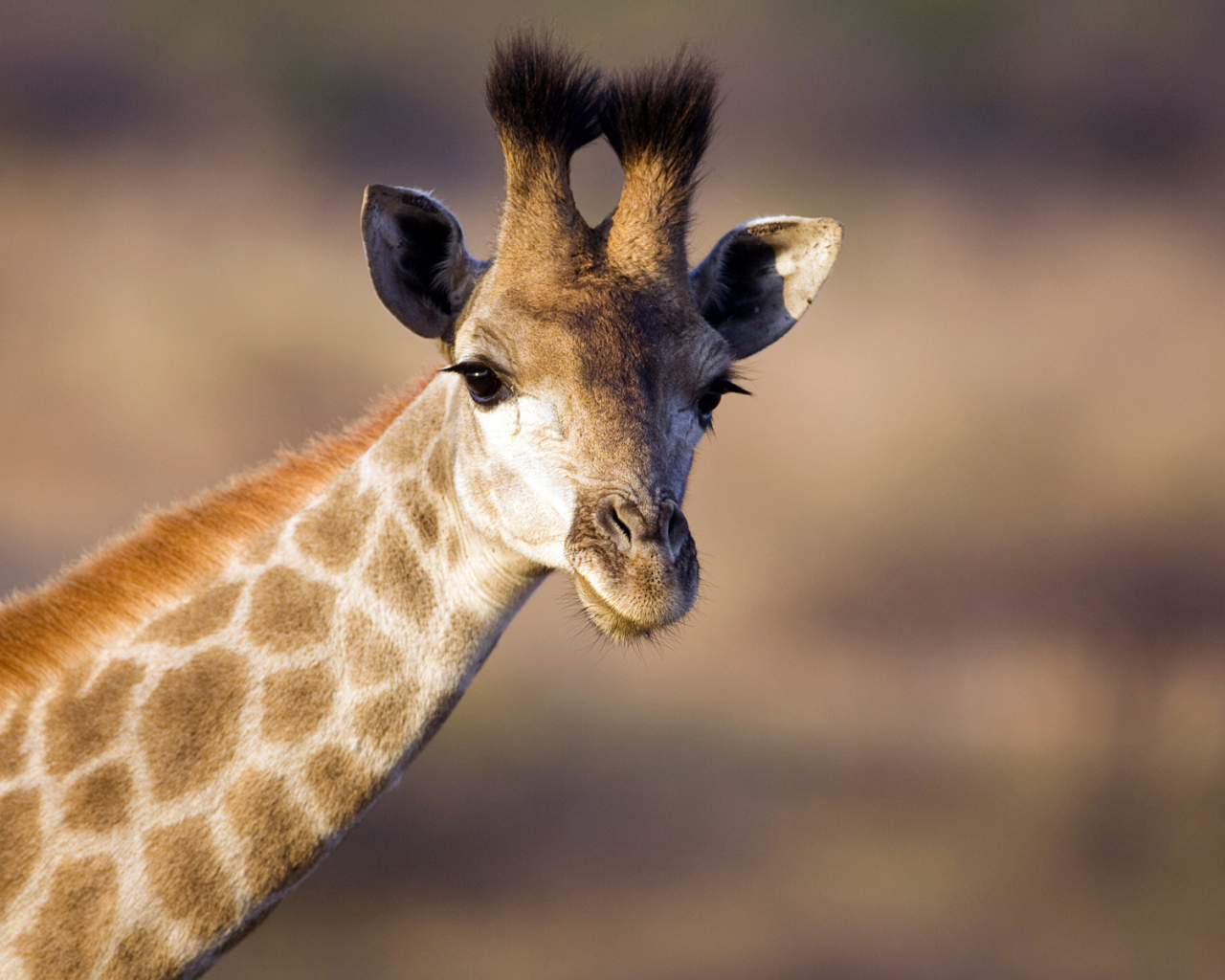 жираф, животное, африка