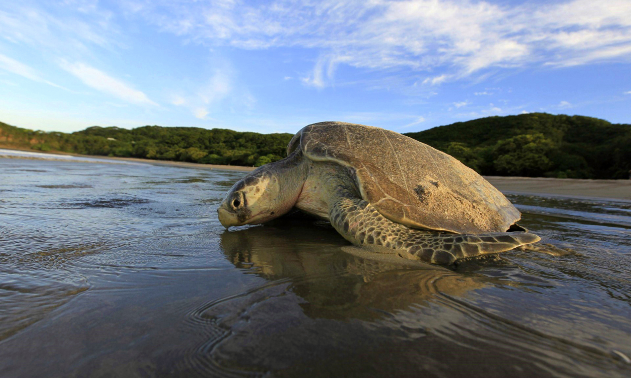 черепаха, море