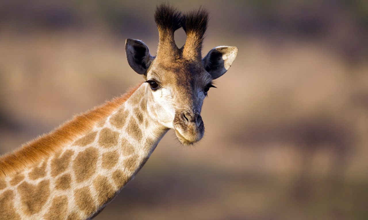 жираф, животное, африка