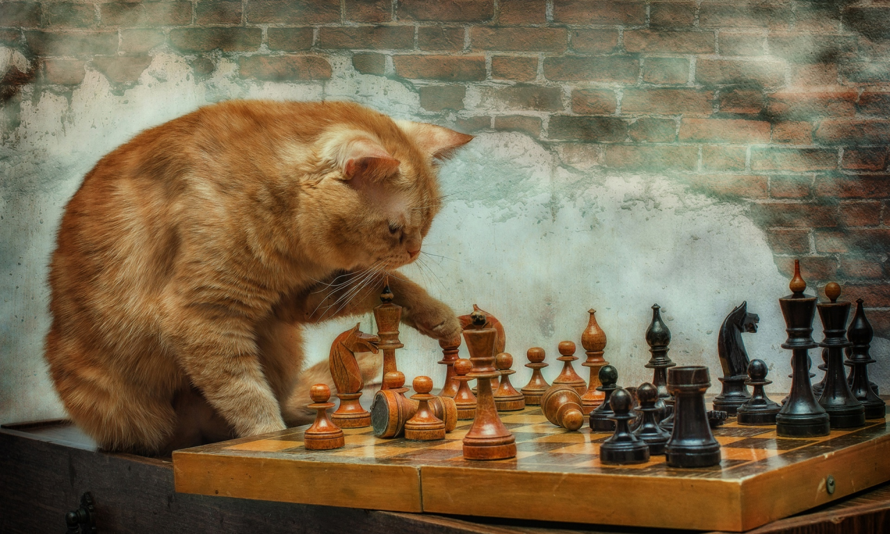 кот, шахматы
