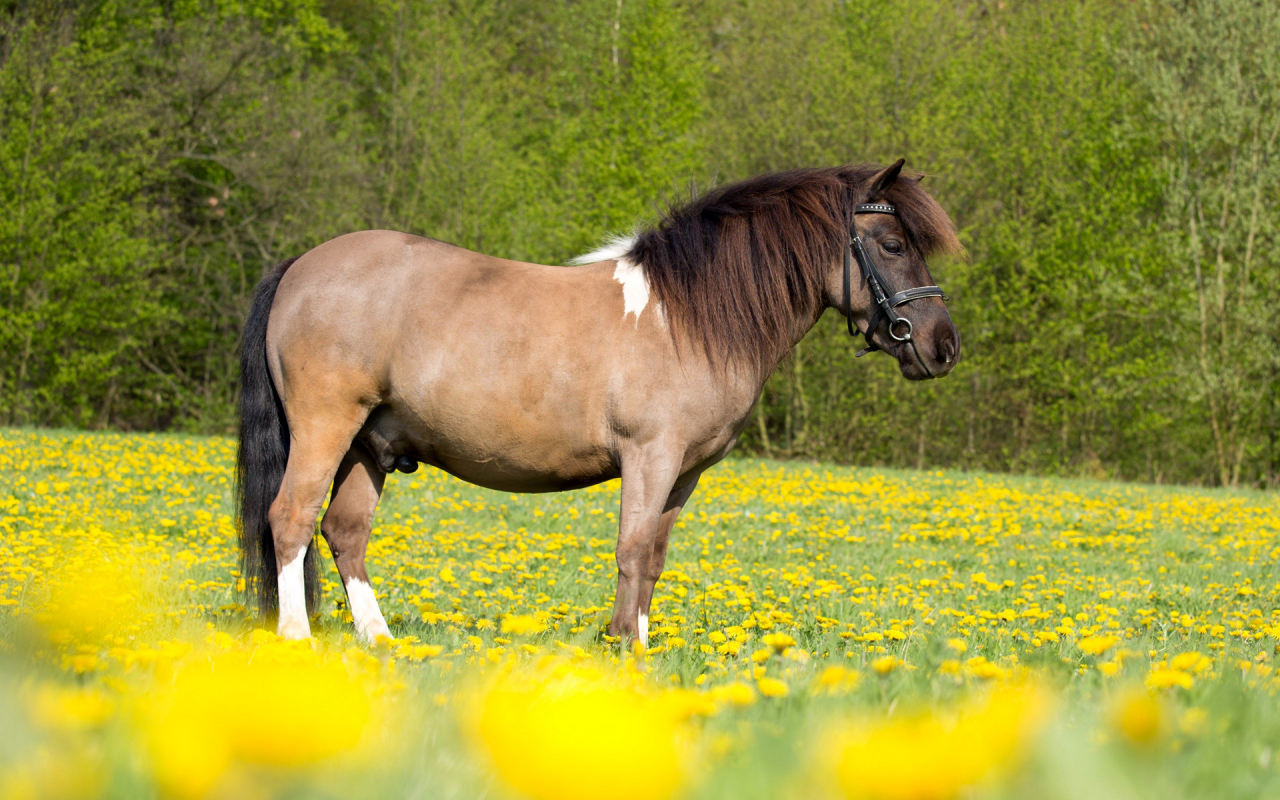 лошадь, в поле
