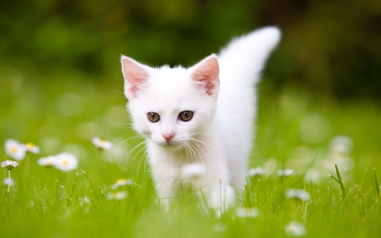 котёнок, маленький, белый, на траве