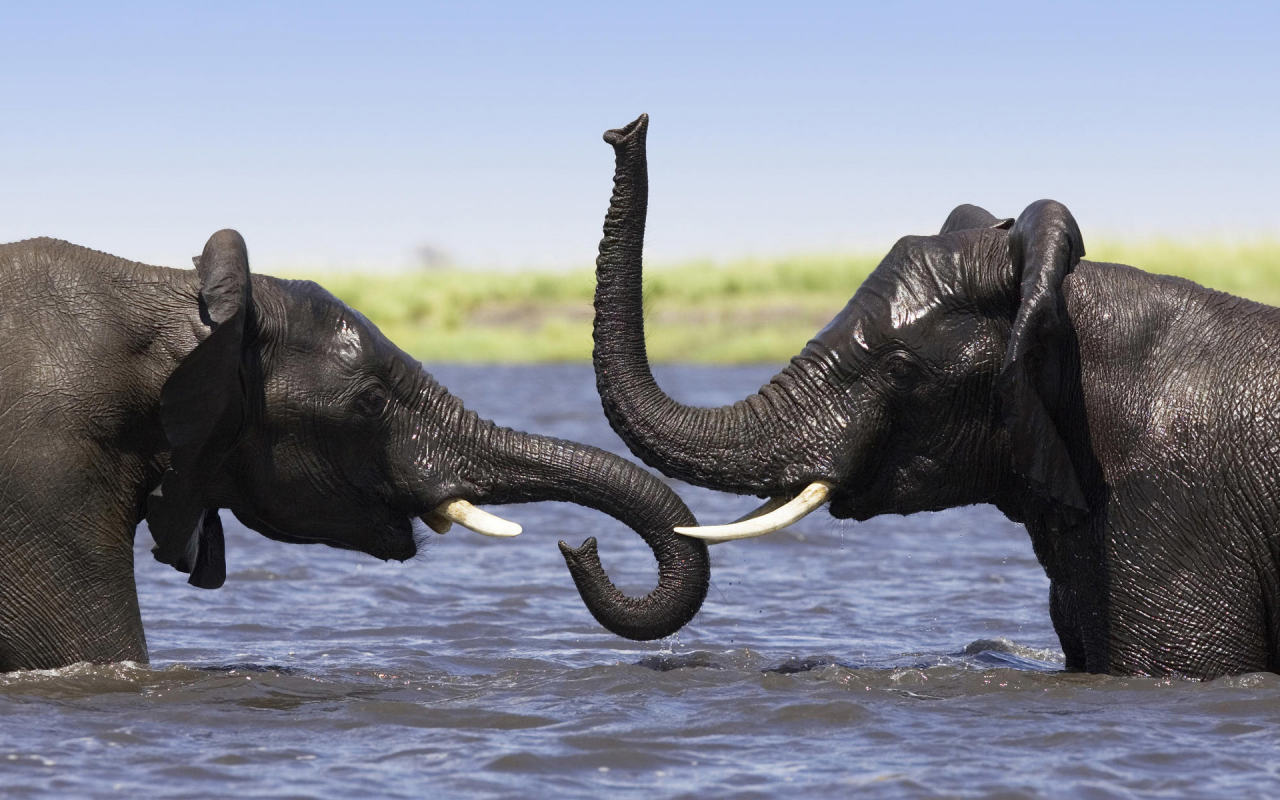 слоны, в воде