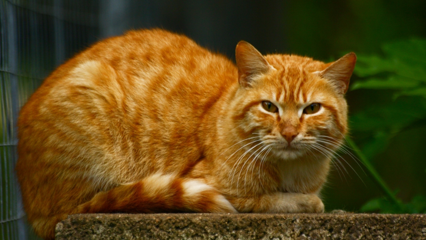 кот, рыжий, взгляд, животное