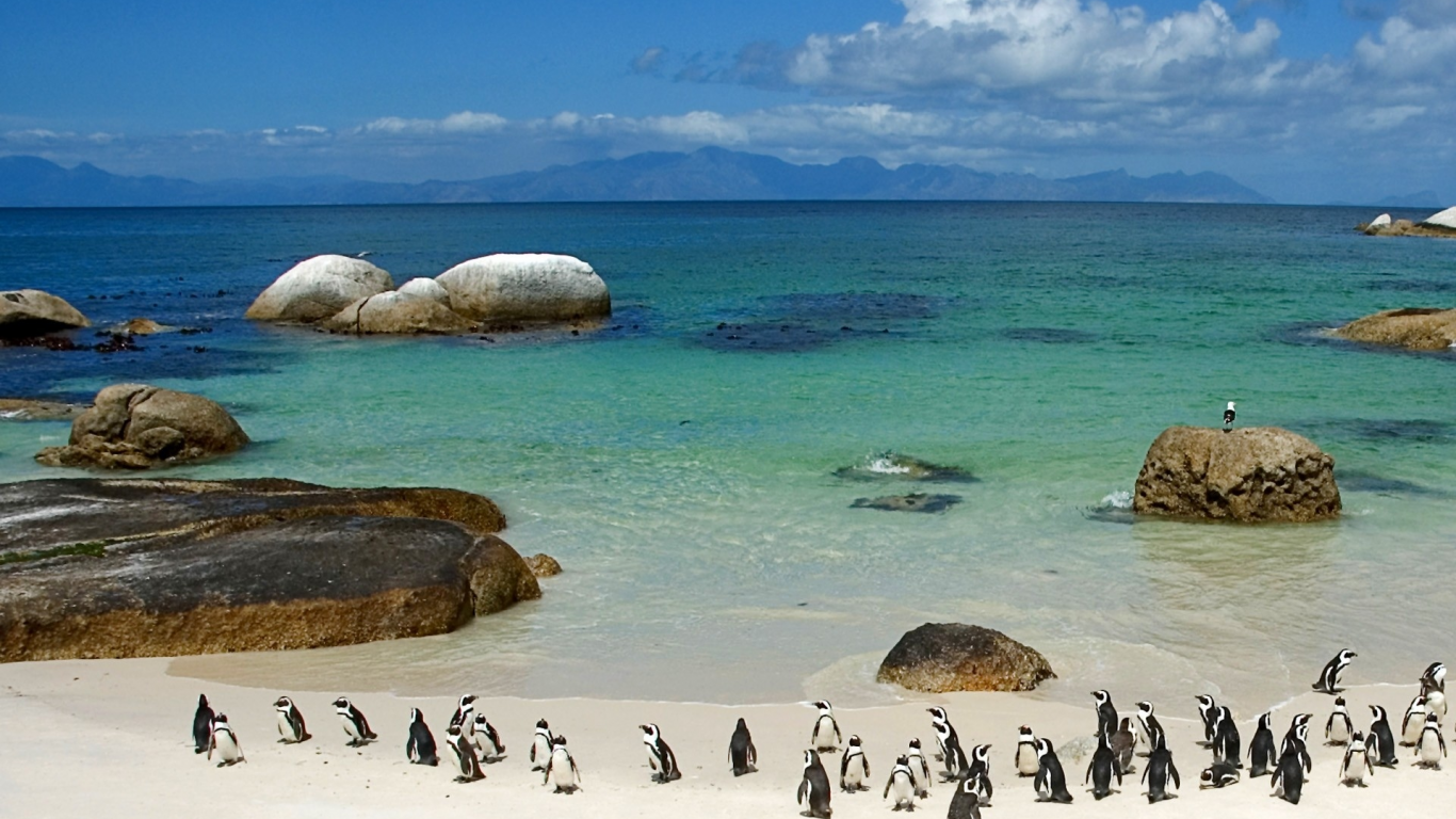 пингвины, океан, юар