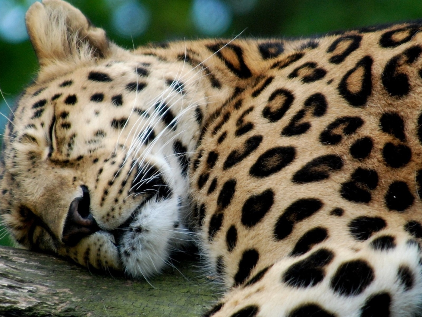 леопард, хищник, спит