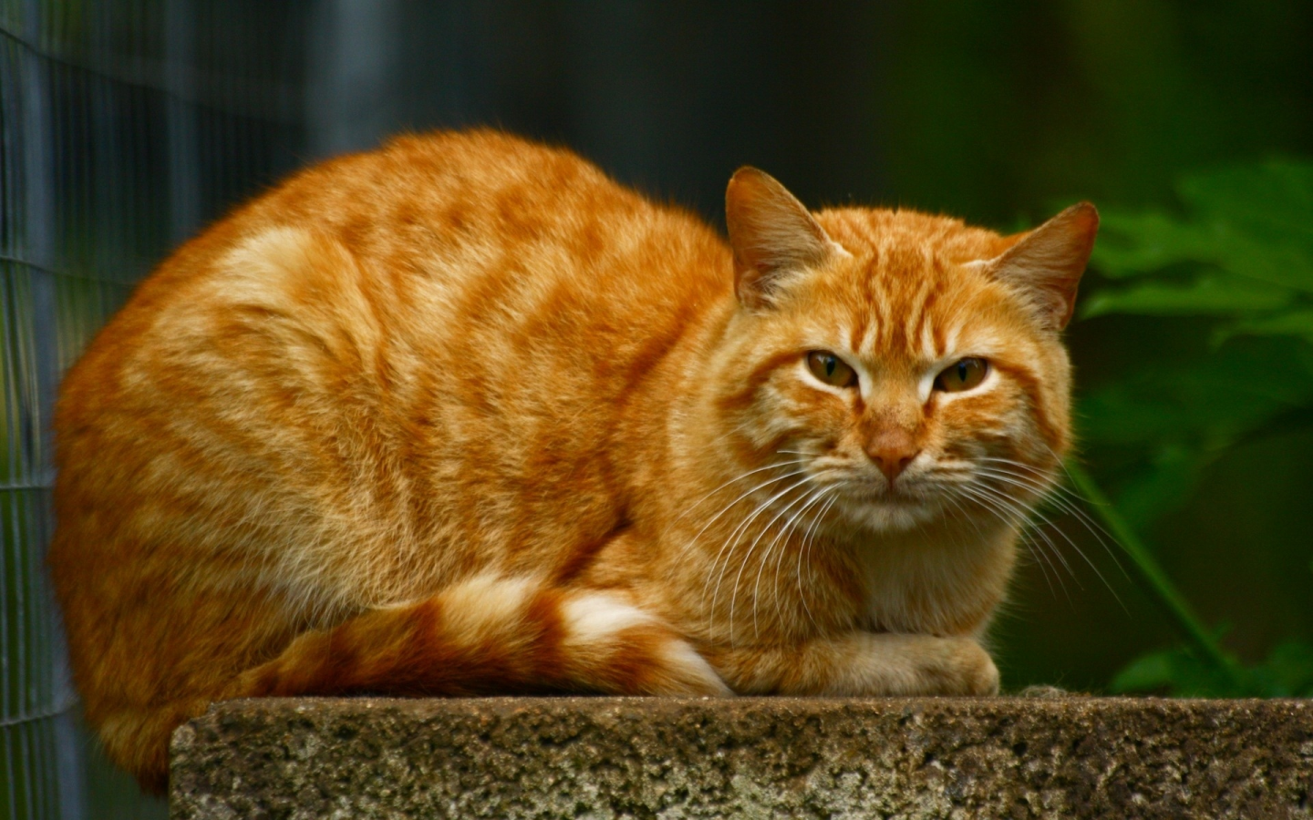 кот, рыжий, взгляд, животное