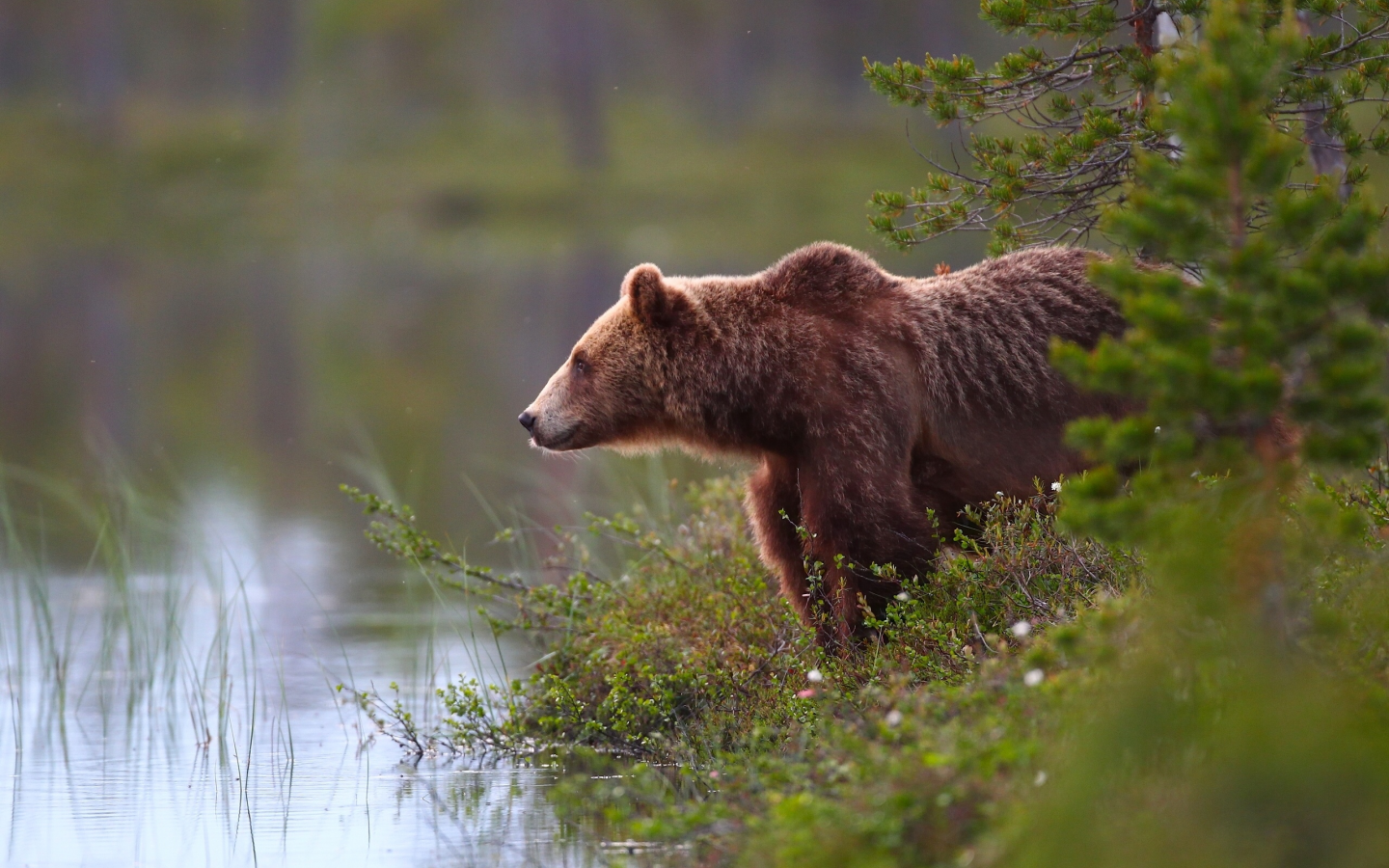 медведь, вода, природа