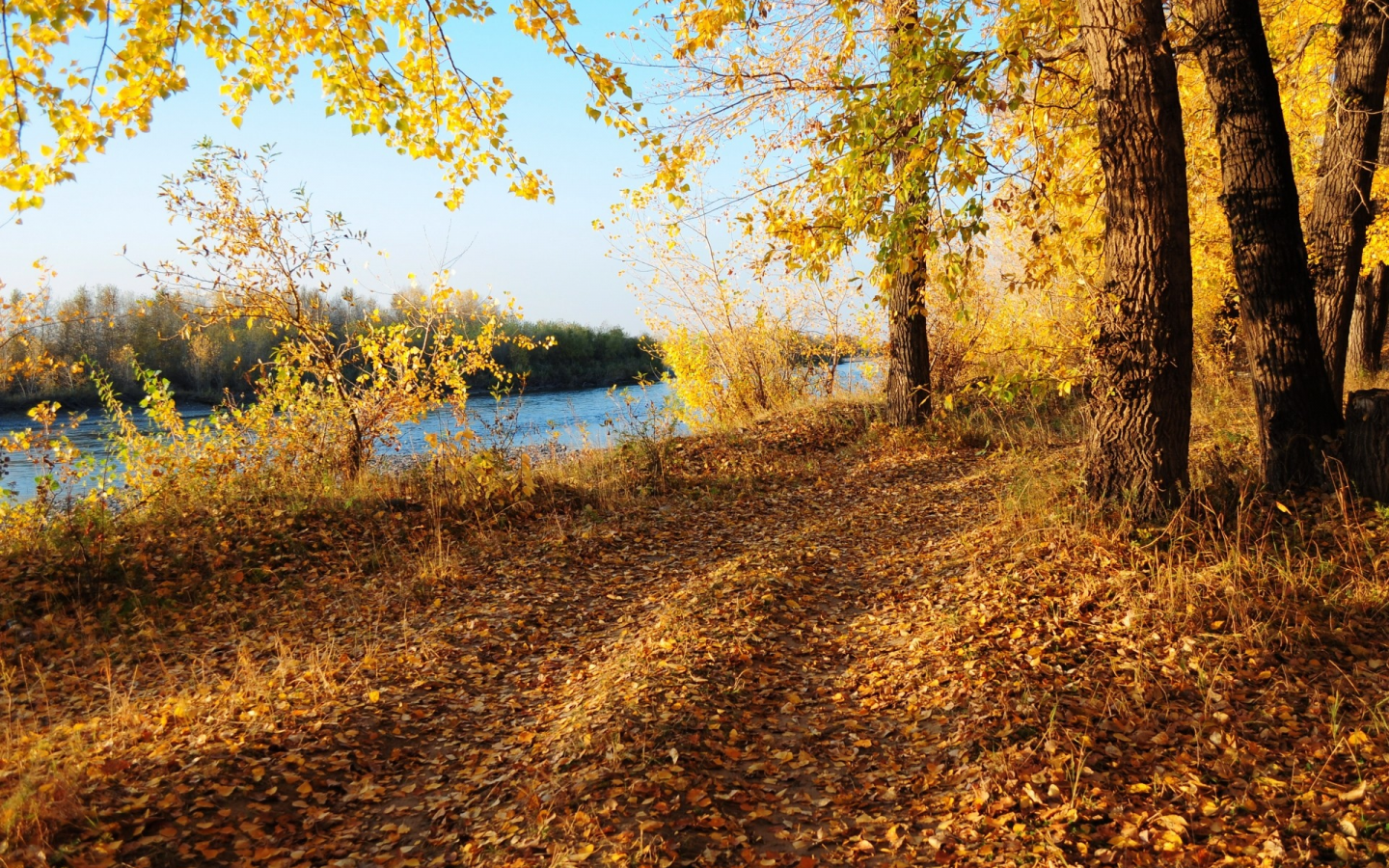 лес, дорога, река