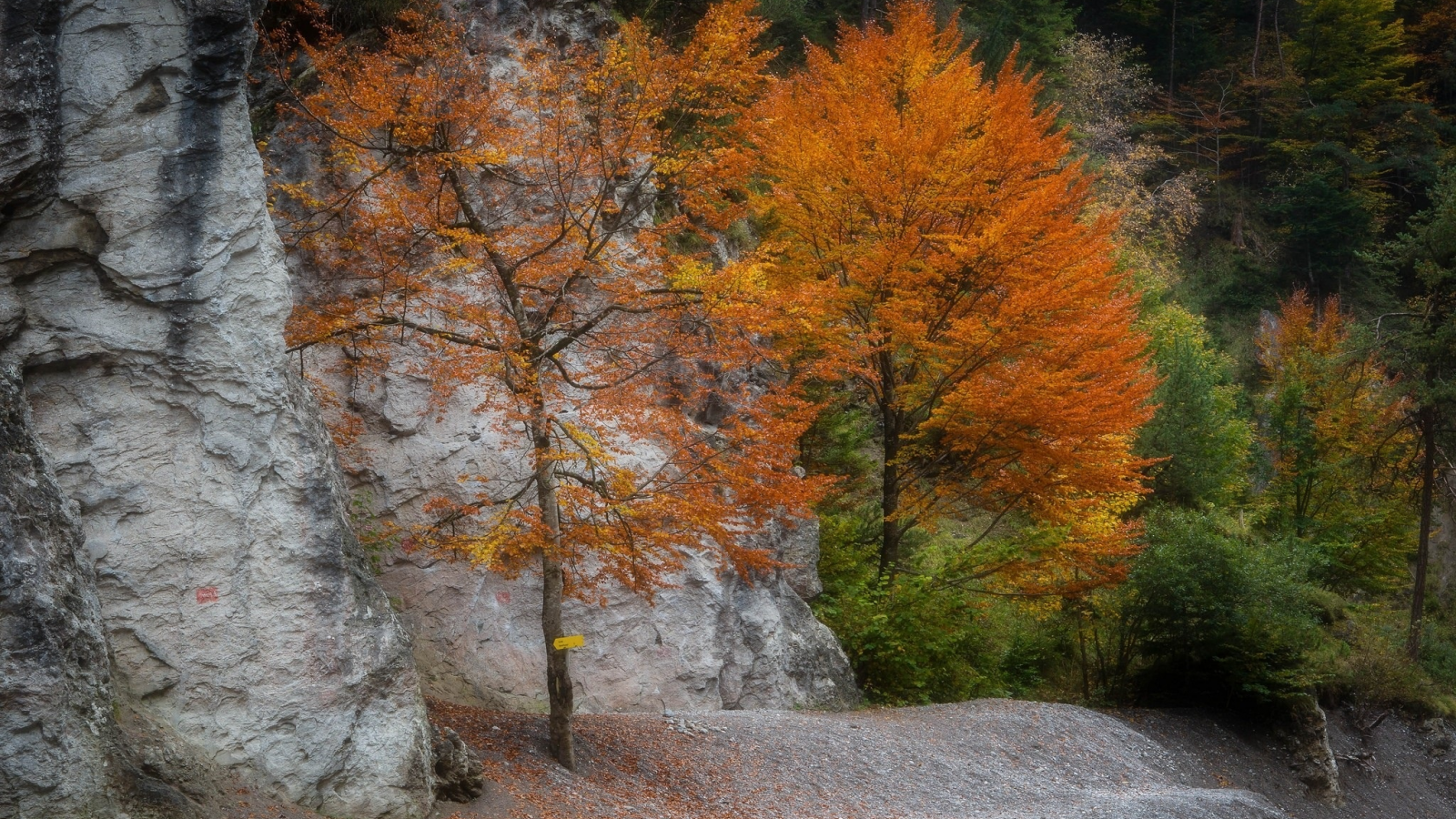 осень, гора, дерево
