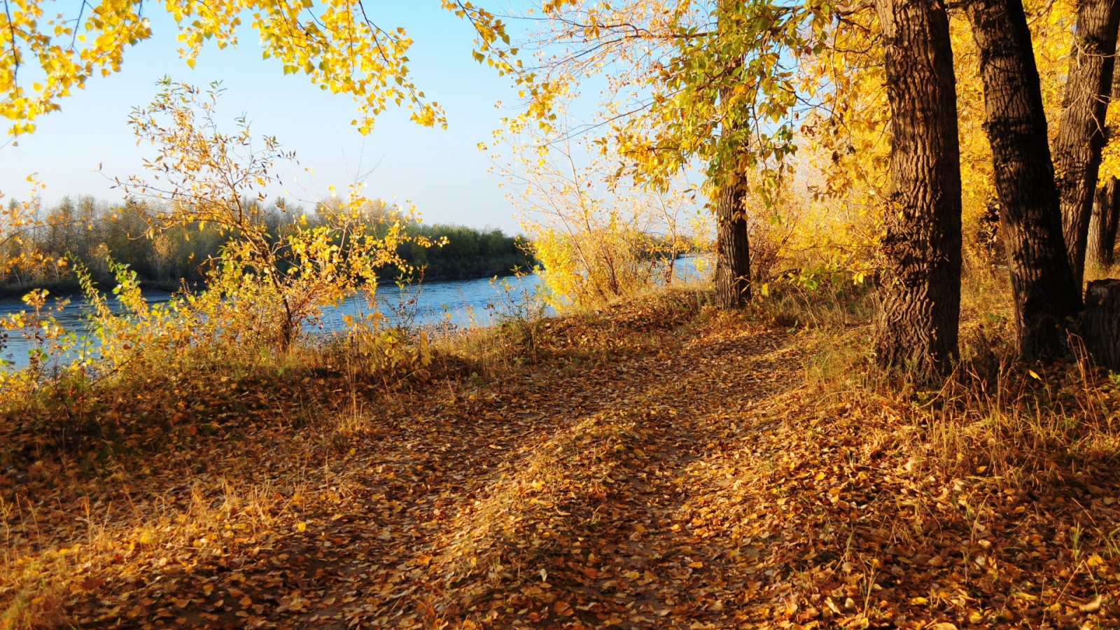 лес, дорога, река