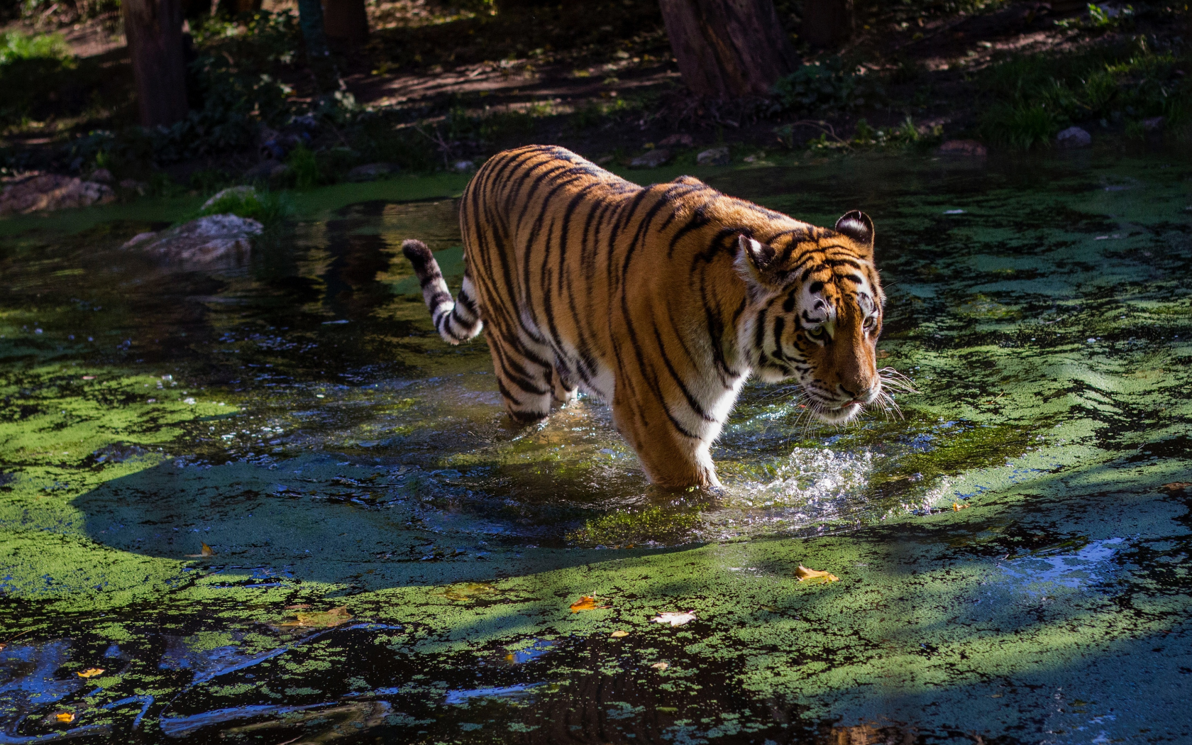 тигр, вода, ряска