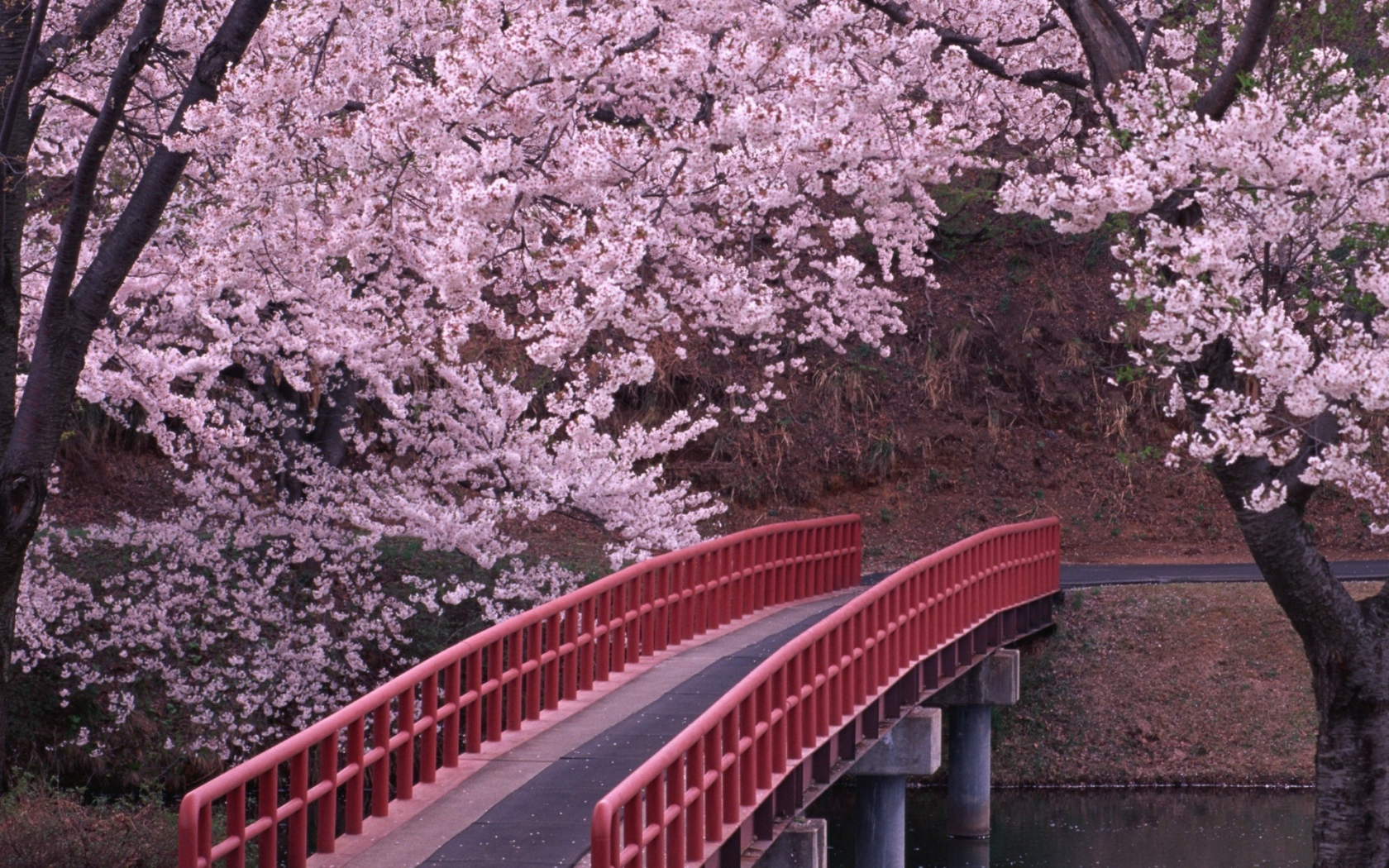 сакура, япония, весна