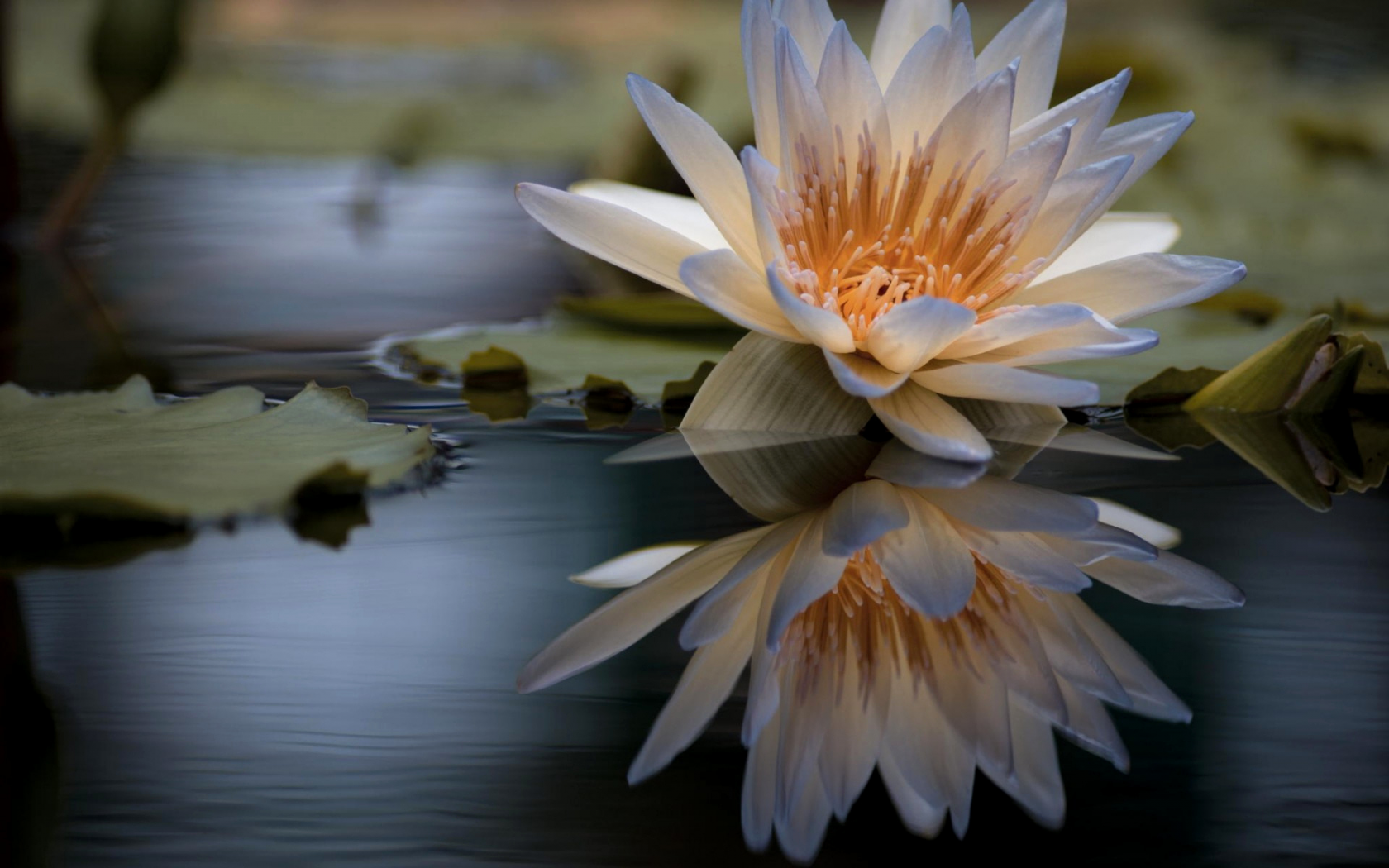 цветок, лилия, в воде