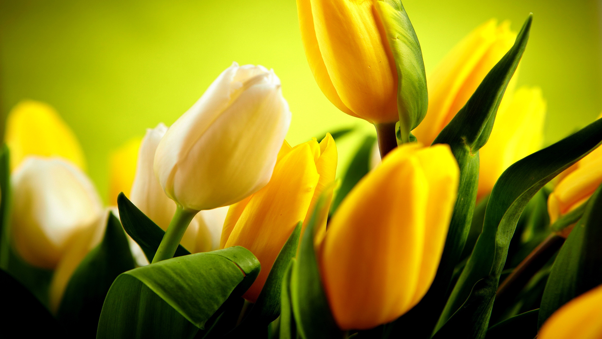 цветы, тюльпаны, жёлтые