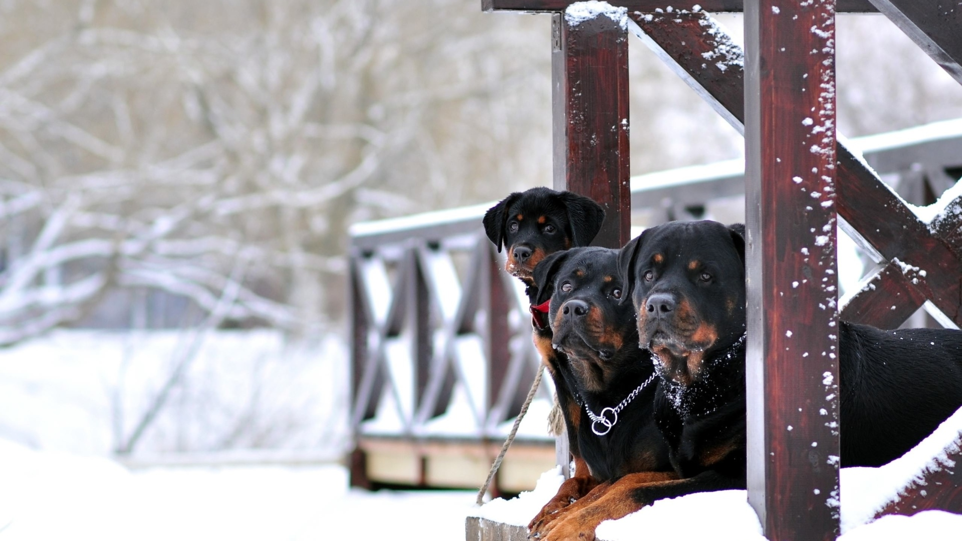 собаки, ротвеллеры, снег