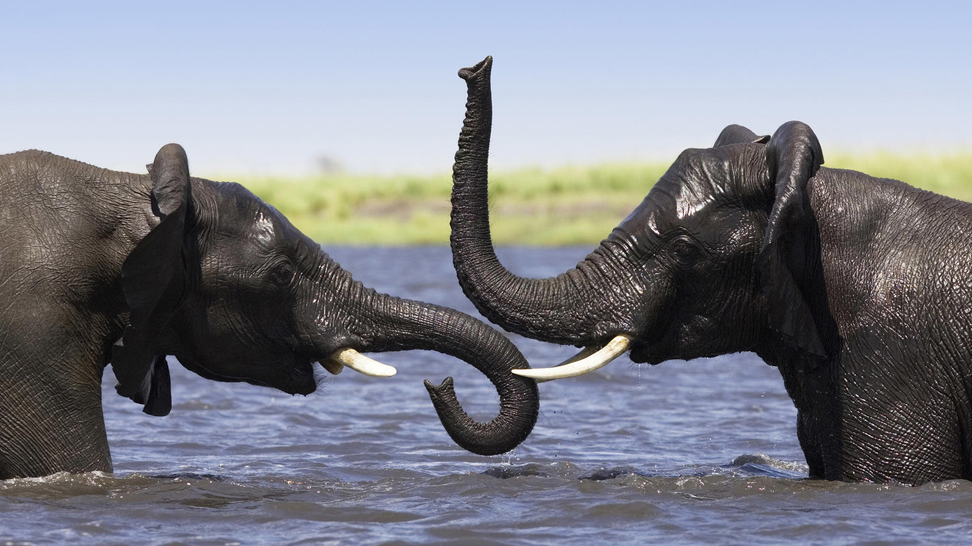 слоны, в воде