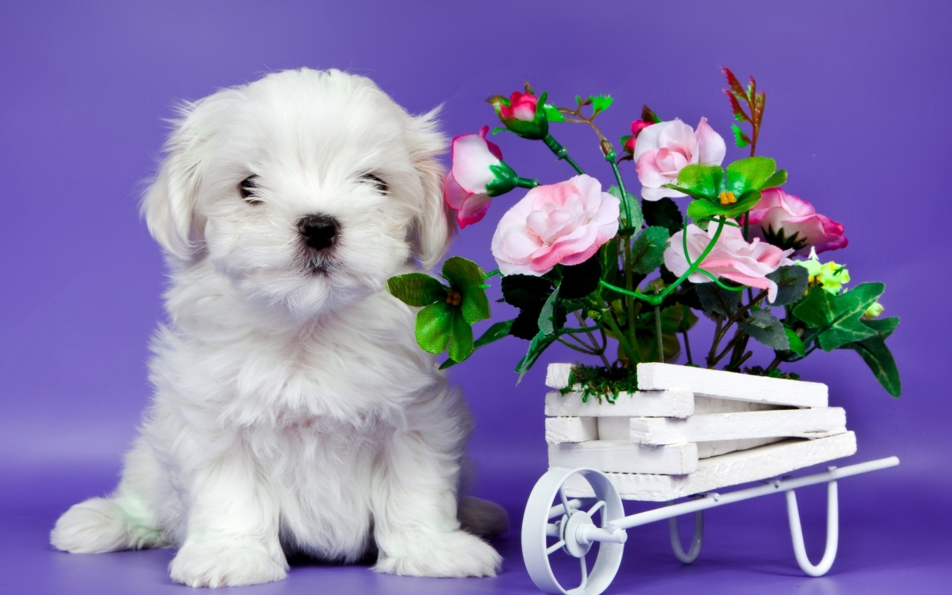 щенок, маленький, с цветами