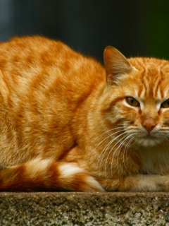 кот, рыжий, взгляд, животное