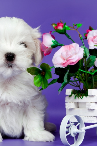 щенок, маленький, с цветами