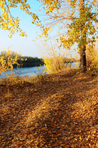 лес, дорога, река