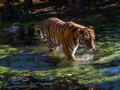 тигр, вода, ряска