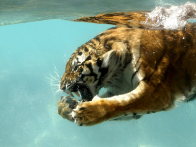 тигр, вода