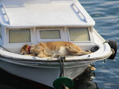 собака, лодка