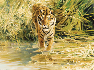 тигр, хищник, в воде