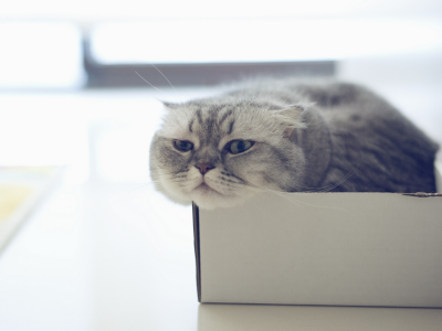 кот, взгляд, лежит в коробке
