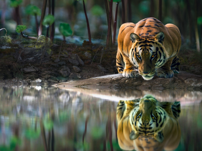 тигр, хищник, лес, река, отражение