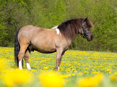 лошадь, в поле
