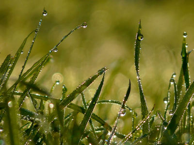 трава, капли дождя