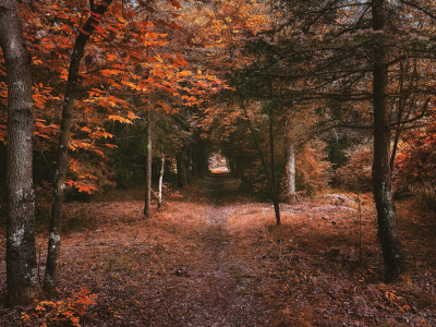 лес, осень