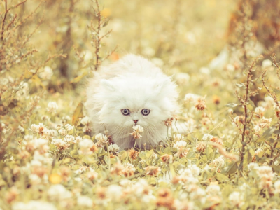 котёнок, белый, листья, осень